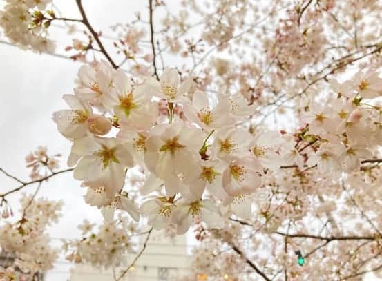 當真あみさんのインスタグラム写真 - (當真あみInstagram)「お仕事の途中で満開の桜を見つけてパシャッ📸 東京の桜も凄く綺麗ですね！ 花びらが散る様子も素敵です！ 4月といえば、入学式やクラス替え、そして、新社会人になる方も沢山いると思います。環境が変わる事で緊張したりする事もあると思いますが、健康に気をつけてお過ごしください！  #桜 #サクラ #満開」4月2日 22時40分 - ami_touma_