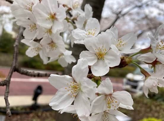 當真あみさんのインスタグラム写真 - (當真あみInstagram)「お仕事の途中で満開の桜を見つけてパシャッ📸 東京の桜も凄く綺麗ですね！ 花びらが散る様子も素敵です！ 4月といえば、入学式やクラス替え、そして、新社会人になる方も沢山いると思います。環境が変わる事で緊張したりする事もあると思いますが、健康に気をつけてお過ごしください！  #桜 #サクラ #満開」4月2日 22時40分 - ami_touma_