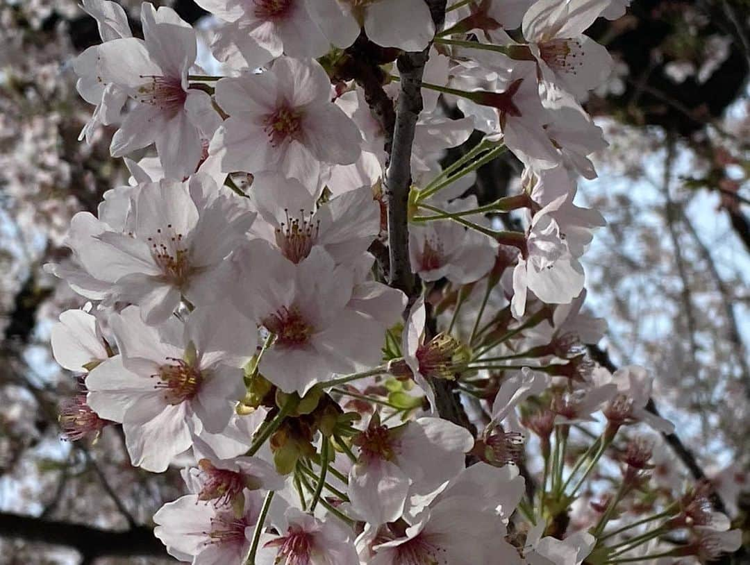 川村エミコさんのインスタグラム写真 - (川村エミコInstagram)「桜都度都度観ながらラン🌸🏃‍♀️きもちかったです。  #お花見ラン #桜都度都度見ながらラン #ランニング #5.14キロ #ランニング日和 #4人ラン #今日も #ぜーはーぜーはーラン #息切れラン #走るまでは億劫だけど #走ったらこっちのもん！ #リフレッシュ #リフレッシュラン #桜と菜の花」4月2日 23時29分 - kawamura_emiko