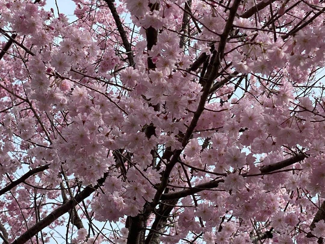 川村エミコさんのインスタグラム写真 - (川村エミコInstagram)「桜都度都度観ながらラン🌸🏃‍♀️きもちかったです。  #お花見ラン #桜都度都度見ながらラン #ランニング #5.14キロ #ランニング日和 #4人ラン #今日も #ぜーはーぜーはーラン #息切れラン #走るまでは億劫だけど #走ったらこっちのもん！ #リフレッシュ #リフレッシュラン #桜と菜の花」4月2日 23時29分 - kawamura_emiko