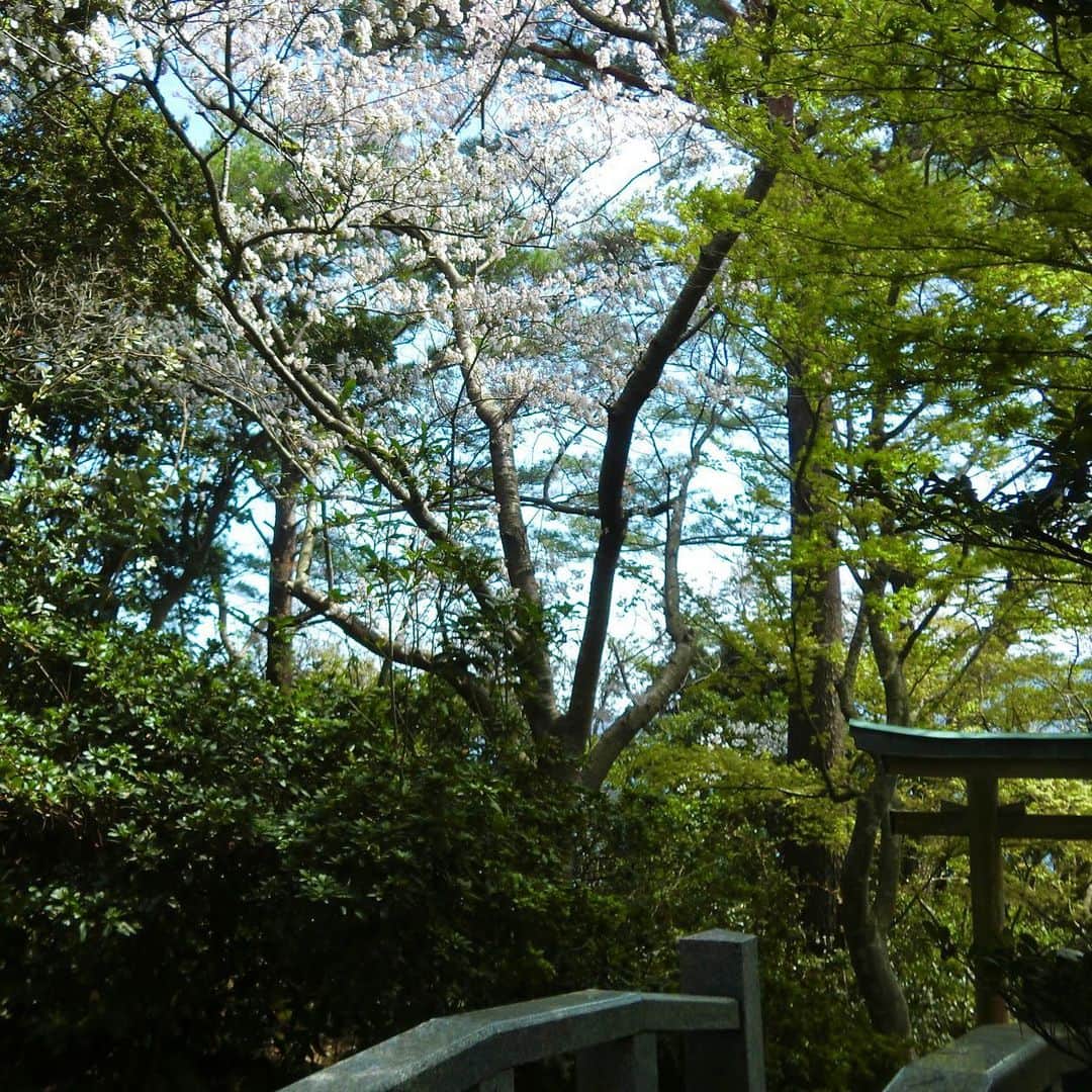 さだまさしさんのインスタグラム写真 - (さだまさしInstagram)「詩島から桜便り🌸 . #詩島 #桜 #さだまさし #sadamasashi」4月3日 11時26分 - sada_masashi