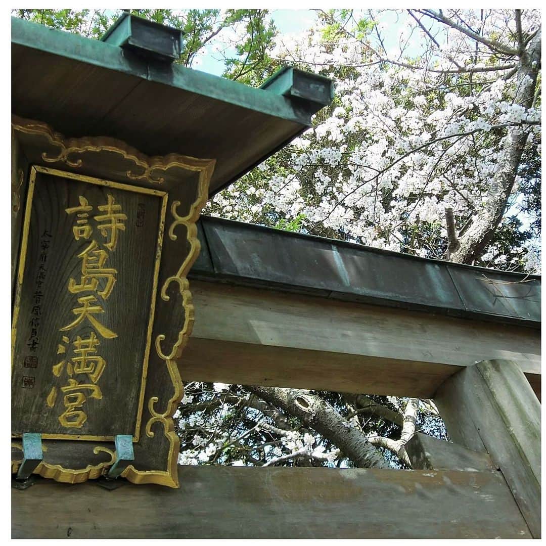 さだまさしさんのインスタグラム写真 - (さだまさしInstagram)「詩島から桜便り🌸 . #詩島 #桜 #さだまさし #sadamasashi」4月3日 11時26分 - sada_masashi