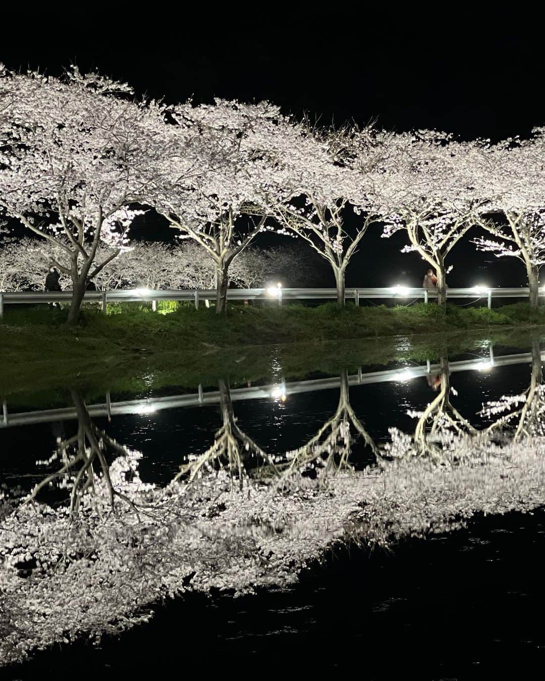 林村ゆかりさんのインスタグラム写真 - (林村ゆかりInstagram)「夜桜の、水鏡感動しました！ 美しいものを視覚・嗅覚で感じ・体感すること。 聴覚はカエル合唱🐸笑 涙が出るほど綺麗な景色ってあるんですね✨  #夜桜#花見スポット#千葉花見スポット #札森の桜並木」4月3日 16時55分 - yukarice0