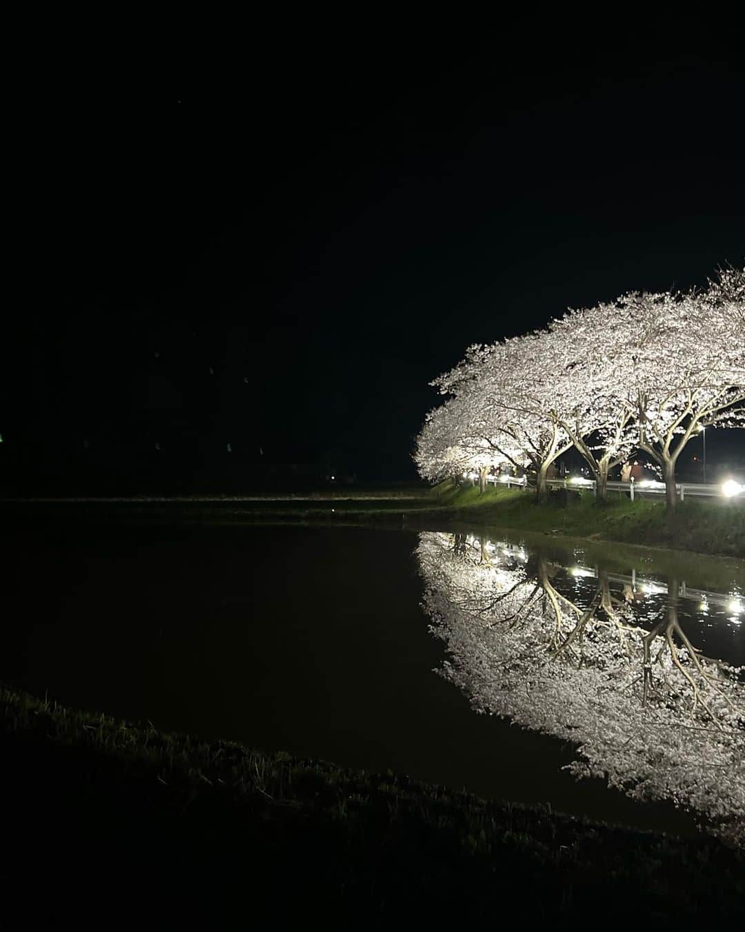 林村ゆかりさんのインスタグラム写真 - (林村ゆかりInstagram)「夜桜の、水鏡感動しました！ 美しいものを視覚・嗅覚で感じ・体感すること。 聴覚はカエル合唱🐸笑 涙が出るほど綺麗な景色ってあるんですね✨  #夜桜#花見スポット#千葉花見スポット #札森の桜並木」4月3日 16時55分 - yukarice0