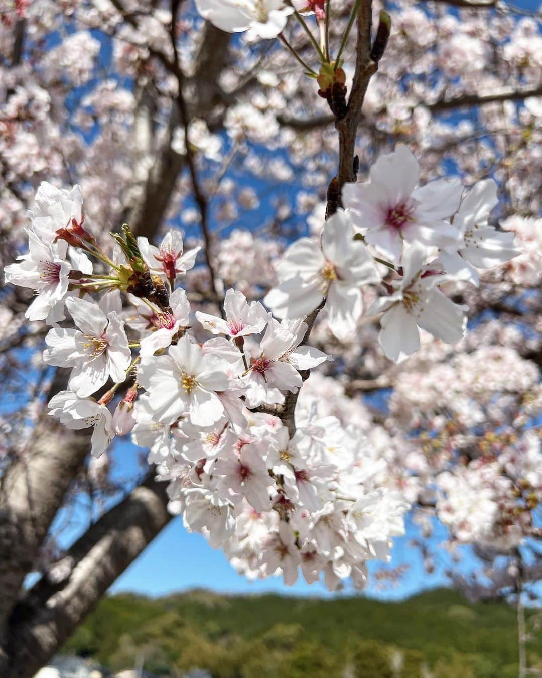 吉川ちえさんのインスタグラム写真 - (吉川ちえInstagram)「【🌸🌸🌸🌸🌸🌸🌸】 . 大任町の桜街道をお散歩😚💕 桜並木がずーっと続いててきれいだった✌️❤️ 天気もポカポカして気持ち良いし 幸せな気持ちになれた🥰🌈 . #大任町 #大任道の駅 #大任桜街道  #🌸 #桜並木 #桜 #花見 #cherryblossom #sakura」4月3日 17時29分 - yoshikawachie_16