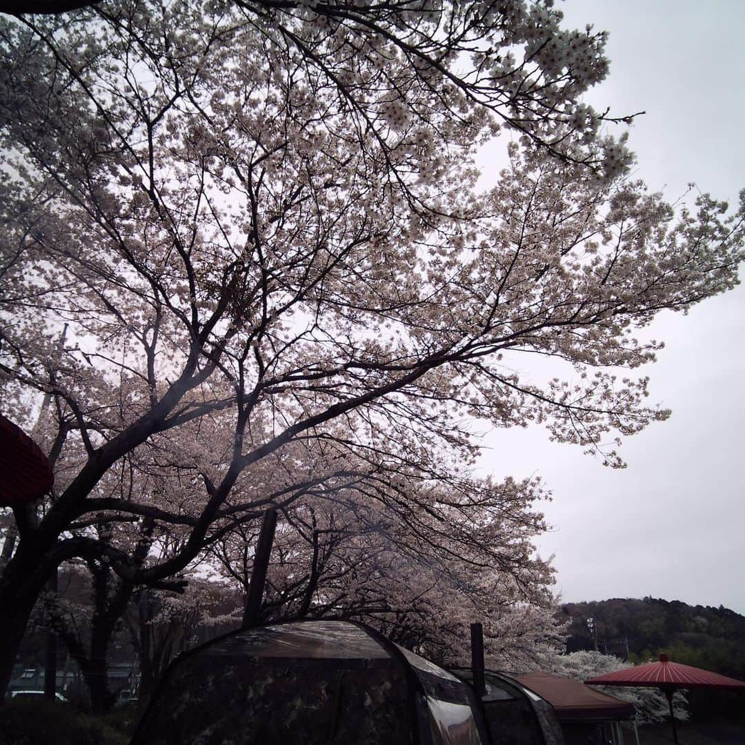 真奈さんのインスタグラム写真 - (真奈Instagram)「絶景エクストリームサウナ🌸  お花見サウナしてきました。 鮭さんのアウフグース受けられた〜🥹  人間ロウリュもヒーリングサウナも 整体も初めてのことだらけで楽しかった♡︎ʾʾ  ご飯も美味しくて幸せでした🐟  にこちゃんありがと♡︎ 帰りは玉川温泉にも寄れて 癒されました♨️  #絶景エクストリームサウナ #お花見サウナ　#桜でととのう #サウナ女子　#お花見 #chillout #アウフグース　#玉川温泉」4月3日 19時26分 - manatmnt0116