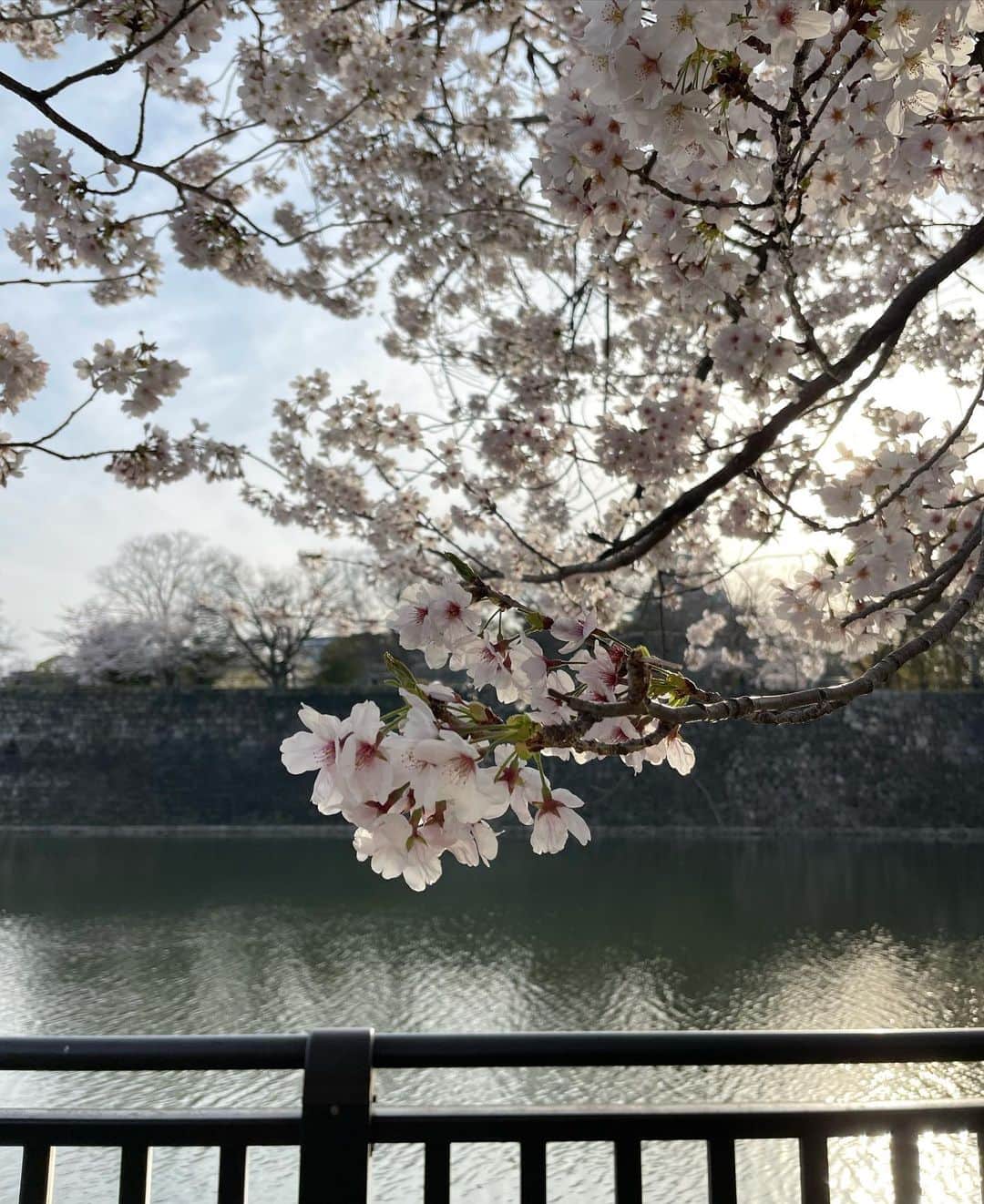 左近鈴乃さんのインスタグラム写真 - (左近鈴乃Instagram)「. 桜とてりたま🍔🌸  桜見に行きたくない？🥺 って誘って急遽行けた〜嬉しい！♡  こんなにも沢山の人を幸せな気持ちに出来る 桜ってすごいな〜〜☺️🌸  #お花見 #大阪城公園 #てりたま」4月3日 20時47分 - suzuno_sakon