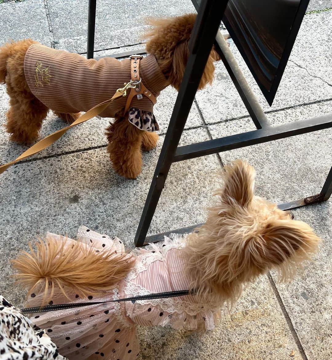 佐々木もよこさんのインスタグラム写真 - (佐々木もよこInstagram)「ポッケはわたしの体の一部です☺️🐶💖  猫っ毛とか首長いとか口ちっちゃいとか似てるところがありすぎてやっぱり考えてもポッケはわたしの一部だわ🤔  ポッケにそれでいいか聞いてみよう…  今日から夜カメパにお引越し🦎📻✨ スナックもよこも帰ってきました！ 中山美穂さんの「ただ泣きたくなるの」熱唱しました🥹🎤  ４月は新番組が始まったり新しい刺激もたくさんあるので、カメレオンパーティーもいろいろ取り入れてパワーアップしてお届けしたいです🥰❤️  藤井風さんのオールナイトニッポンがよかったすぎて🥹学ぶこともあって最高じゃった…🥹💖📻すき…  #ポメプー#ポメプーミックス #ポメプー女の子 #渋谷犬連れ #原宿犬カフェ#ラジオパーソナリティー #ラジオ#カメパ#nack5#dogstagram #pomepoo#roastedcoffeelaboratory」4月3日 20時59分 - moyoko_atom