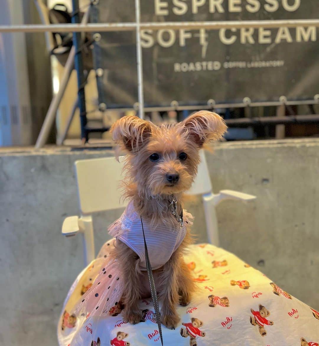 佐々木もよこさんのインスタグラム写真 - (佐々木もよこInstagram)「ポッケはわたしの体の一部です☺️🐶💖  猫っ毛とか首長いとか口ちっちゃいとか似てるところがありすぎてやっぱり考えてもポッケはわたしの一部だわ🤔  ポッケにそれでいいか聞いてみよう…  今日から夜カメパにお引越し🦎📻✨ スナックもよこも帰ってきました！ 中山美穂さんの「ただ泣きたくなるの」熱唱しました🥹🎤  ４月は新番組が始まったり新しい刺激もたくさんあるので、カメレオンパーティーもいろいろ取り入れてパワーアップしてお届けしたいです🥰❤️  藤井風さんのオールナイトニッポンがよかったすぎて🥹学ぶこともあって最高じゃった…🥹💖📻すき…  #ポメプー#ポメプーミックス #ポメプー女の子 #渋谷犬連れ #原宿犬カフェ#ラジオパーソナリティー #ラジオ#カメパ#nack5#dogstagram #pomepoo#roastedcoffeelaboratory」4月3日 20時59分 - moyoko_atom