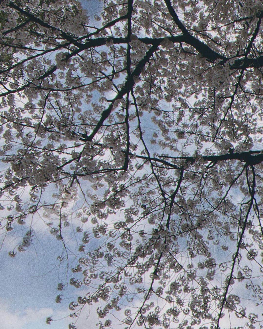 ダーブロウ有紗さんのインスタグラム写真 - (ダーブロウ有紗Instagram)「🌸🍡🥰  #お花見 #桜 #SAKURA」4月3日 21時50分 - alisadurbrow