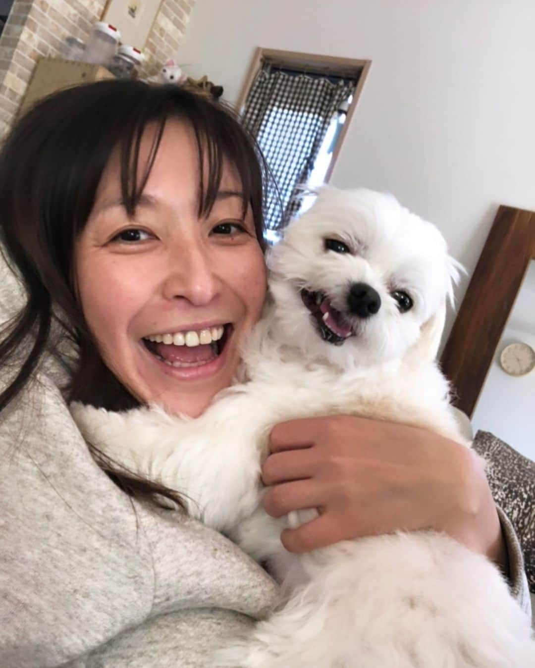 小野真弓さんのインスタグラム写真 - (小野真弓Instagram)「おはようございます( ^ω^ )🐾 ハルくんです🐶🌼✨  おり様今日で〜、、 7歳になりました😆👑✨  人年齢だと44歳😏 ついに！おかーさんを抜いたじぇ✌︎('ω')✌︎ 可愛いおじちゃん、目指しまーす😘  弟と妹も出来て〜🐱🐱 おかーさんが色んな子連れてくるようになって〜、、 ふところもでかくなった、おり様(๑･̑◡･̑๑)✨ まだまだ成長が止まらないぜ😆  仲良くしてくれてる、みなちゃま、 インスタ見てくれてるお友達、 いつもありがとう☺️🐾 これからもよろちくね＼(^ω^)／💓  おかーさんいつもありがとう❣️って事で〜 今日も元気に！張り切って！みかんサッカー💨 ソファの下に、ボールを入れまくって、 遊んでやるぜ٩( 'ω' )و 🍊🍊🍊🍊🍊  #今日の主役#誕生日 #チワマル#ハルくん #チワワ#ハナちゃん#姉犬 #雑種猫兄妹#アオナナ#弟妹猫 #犬と猫のいる暮らし#犬猫日記#仲良しわんにゃん家族 🍊🐏 #ハルくんはポールを入れる係#おかーさんは阻止する係 #サッカーごっこ#ほっとくと入れまくる#おり様ルール#いつでもおりの勝ち#おりは天才#おりは王様#ハルのみかんサッカー」4月4日 6時16分 - hanaharuaroi