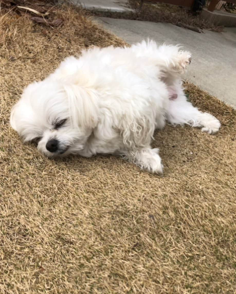 小野真弓さんのインスタグラム写真 - (小野真弓Instagram)「おはようございます( ^ω^ )🐾 ハルくんです🐶🌼✨  おり様今日で〜、、 7歳になりました😆👑✨  人年齢だと44歳😏 ついに！おかーさんを抜いたじぇ✌︎('ω')✌︎ 可愛いおじちゃん、目指しまーす😘  弟と妹も出来て〜🐱🐱 おかーさんが色んな子連れてくるようになって〜、、 ふところもでかくなった、おり様(๑･̑◡･̑๑)✨ まだまだ成長が止まらないぜ😆  仲良くしてくれてる、みなちゃま、 インスタ見てくれてるお友達、 いつもありがとう☺️🐾 これからもよろちくね＼(^ω^)／💓  おかーさんいつもありがとう❣️って事で〜 今日も元気に！張り切って！みかんサッカー💨 ソファの下に、ボールを入れまくって、 遊んでやるぜ٩( 'ω' )و 🍊🍊🍊🍊🍊  #今日の主役#誕生日 #チワマル#ハルくん #チワワ#ハナちゃん#姉犬 #雑種猫兄妹#アオナナ#弟妹猫 #犬と猫のいる暮らし#犬猫日記#仲良しわんにゃん家族 🍊🐏 #ハルくんはポールを入れる係#おかーさんは阻止する係 #サッカーごっこ#ほっとくと入れまくる#おり様ルール#いつでもおりの勝ち#おりは天才#おりは王様#ハルのみかんサッカー」4月4日 6時16分 - hanaharuaroi