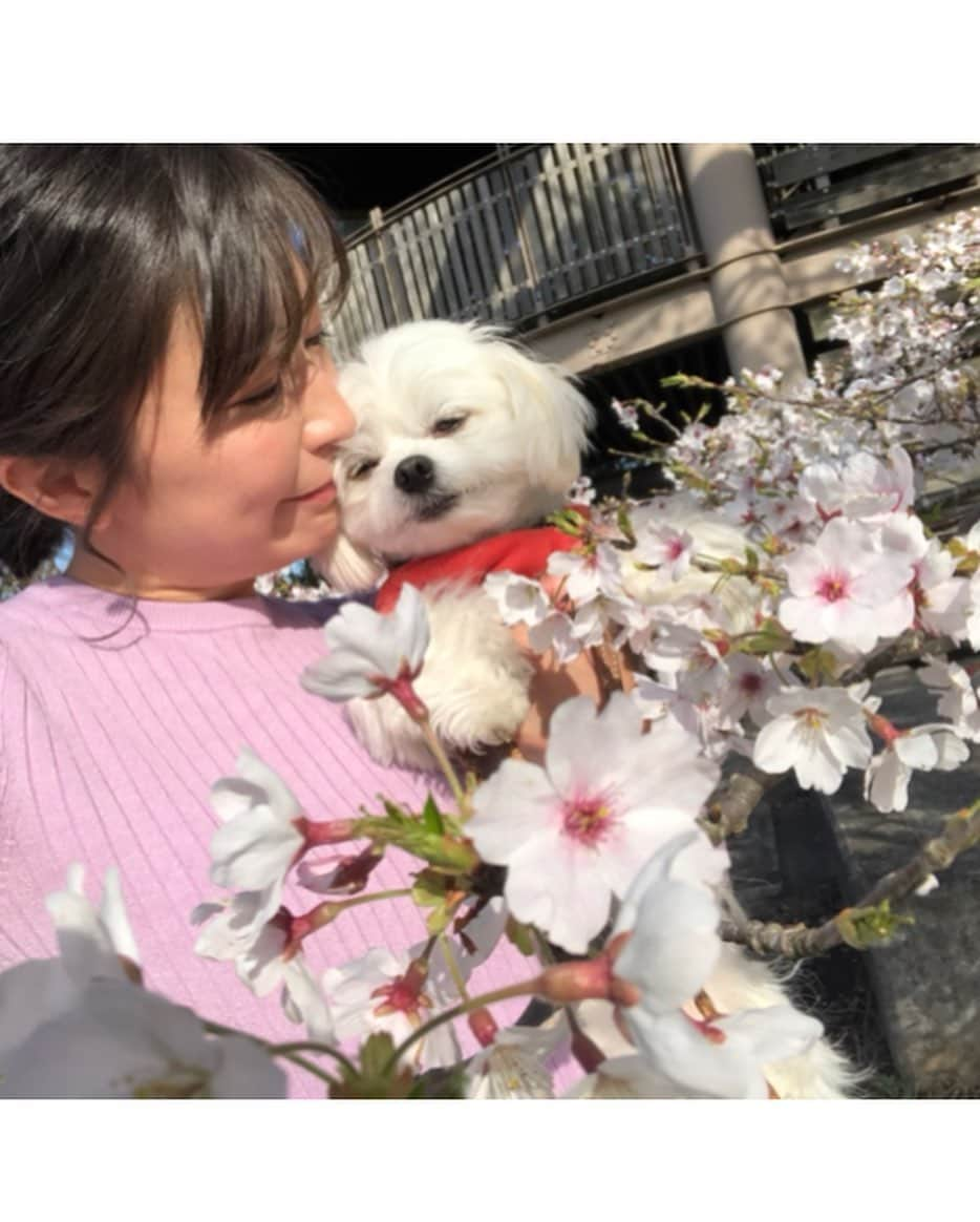 小野真弓さんのインスタグラム写真 - (小野真弓Instagram)「おはようございます( ^ω^ )🐾 ハルくんです🐶🌼✨  おり様今日で〜、、 7歳になりました😆👑✨  人年齢だと44歳😏 ついに！おかーさんを抜いたじぇ✌︎('ω')✌︎ 可愛いおじちゃん、目指しまーす😘  弟と妹も出来て〜🐱🐱 おかーさんが色んな子連れてくるようになって〜、、 ふところもでかくなった、おり様(๑･̑◡･̑๑)✨ まだまだ成長が止まらないぜ😆  仲良くしてくれてる、みなちゃま、 インスタ見てくれてるお友達、 いつもありがとう☺️🐾 これからもよろちくね＼(^ω^)／💓  おかーさんいつもありがとう❣️って事で〜 今日も元気に！張り切って！みかんサッカー💨 ソファの下に、ボールを入れまくって、 遊んでやるぜ٩( 'ω' )و 🍊🍊🍊🍊🍊  #今日の主役#誕生日 #チワマル#ハルくん #チワワ#ハナちゃん#姉犬 #雑種猫兄妹#アオナナ#弟妹猫 #犬と猫のいる暮らし#犬猫日記#仲良しわんにゃん家族 🍊🐏 #ハルくんはポールを入れる係#おかーさんは阻止する係 #サッカーごっこ#ほっとくと入れまくる#おり様ルール#いつでもおりの勝ち#おりは天才#おりは王様#ハルのみかんサッカー」4月4日 6時16分 - hanaharuaroi