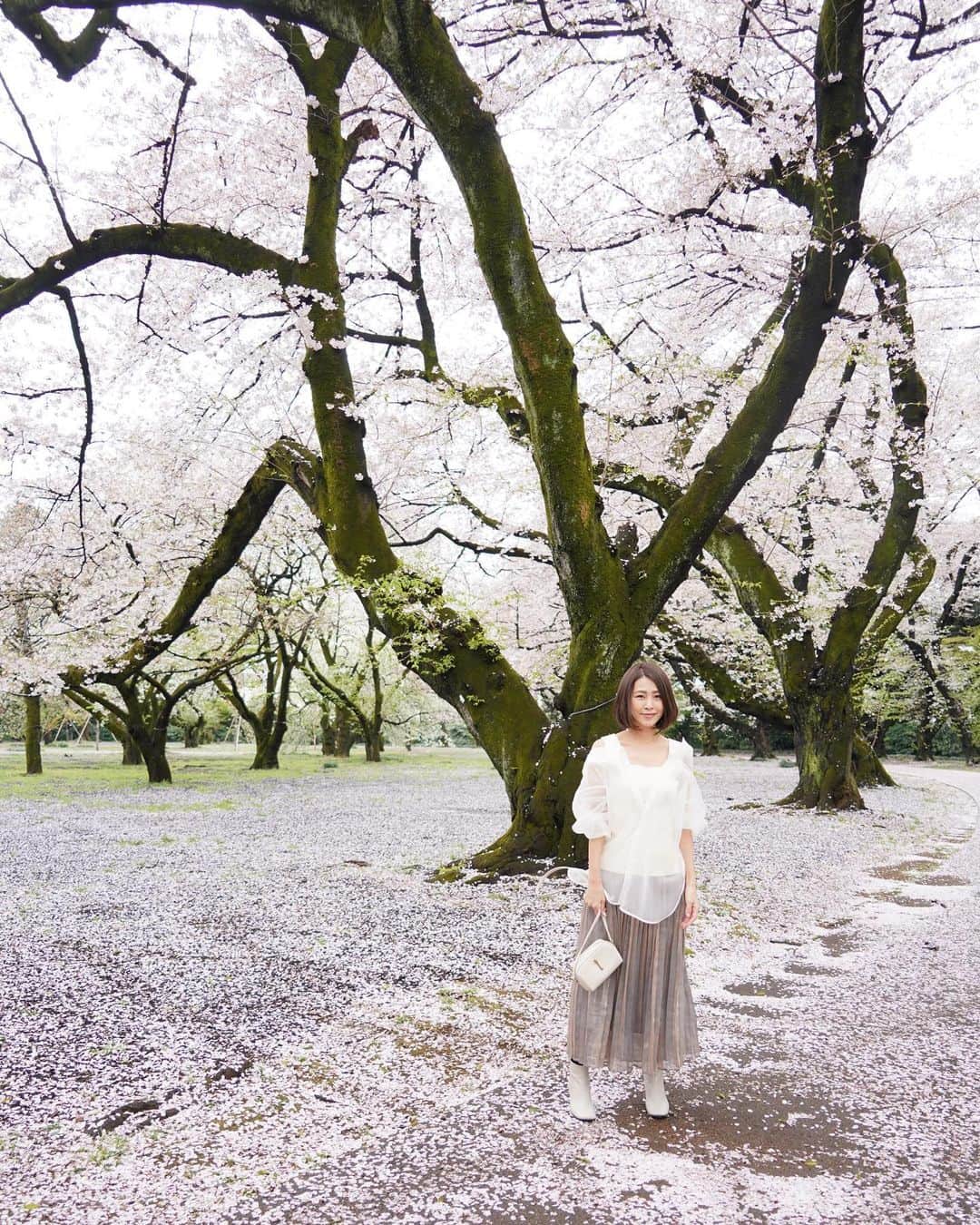 坂元美香さんのインスタグラム写真 - (坂元美香Instagram)「おはよー  先日の桜のリールでこのブラウスについて 知りたいと質問いただいていました。 こちらはFRAY I.D @fray_id のです✨  私はオンラインで一目惚れして買ったのですが、 Mサイズの私にはちょっぴり大きめでした。 （こちらはフリーサイズです）  買おうと思ってる方は試着することを オススメいたします😉  では今週も張り切っていきましょー！  #新宿御苑 #千駄ヶ谷門 #桜並木 #frayid #フレイアイディー」4月4日 7時30分 - mika_saka