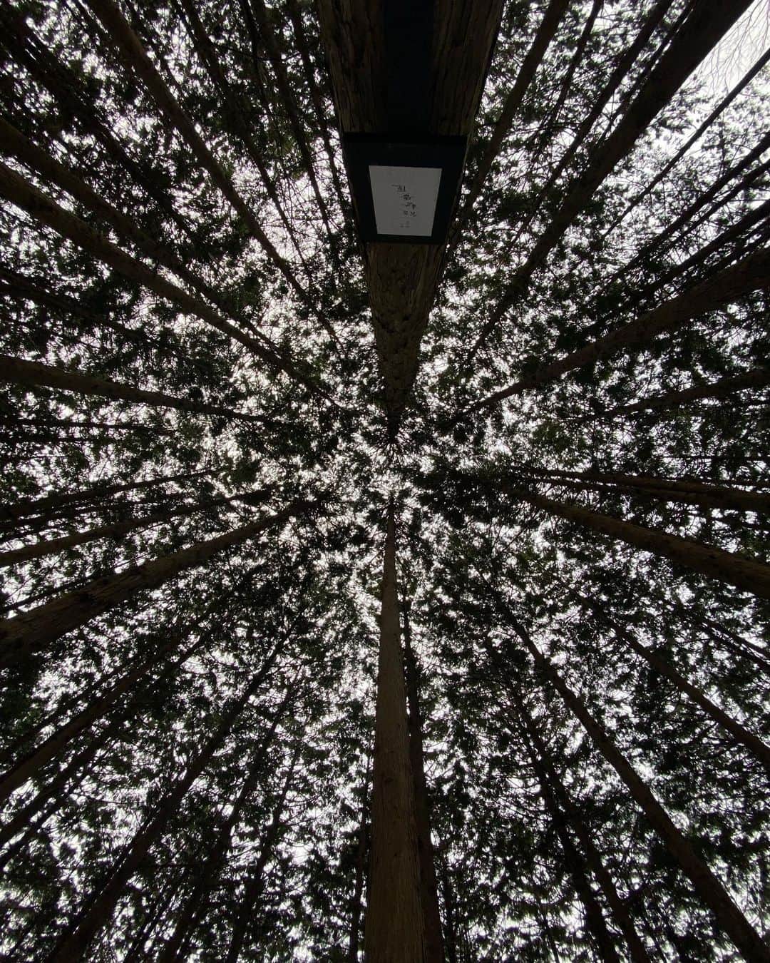 森山直太朗さんのインスタグラム写真 - (森山直太朗Instagram)「無事、森へ還る。  #森の展示室  #わち山野草の森」4月4日 14時58分 - naotaromoriyama