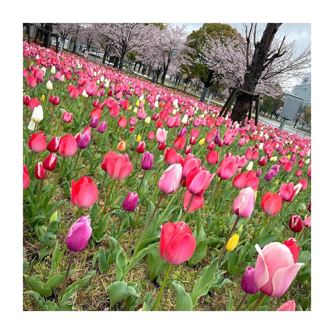 宮澤智さんのインスタグラム写真 - (宮澤智Instagram)「★ 一日雨でしょんぼりですが チューリップがとても綺麗で癒されました🌷 お台場にこんなスポットがあるんですよ〜🫶 . . #🌸と🌷 #☔️」4月4日 15時27分 - tomo.miyazawa