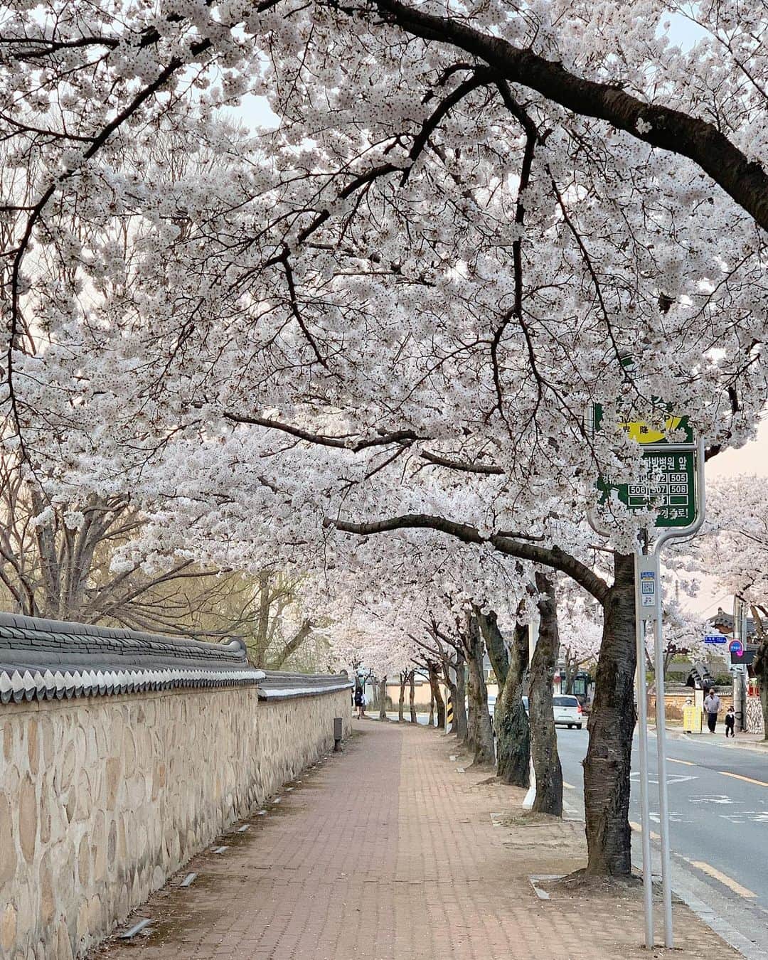 ウィ・ソンヒさんのインスタグラム写真 - (ウィ・ソンヒInstagram)「벚꽃 핀 경주가 이렇게 이쁠 줄이야 🌸」4月4日 18時27分 - _seong_hee