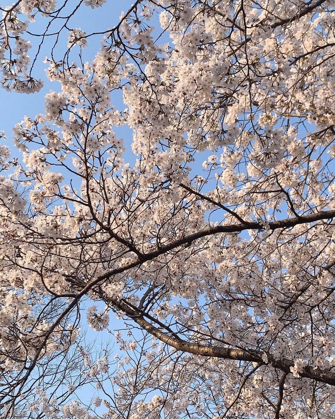 ウィ・ソンヒさんのインスタグラム写真 - (ウィ・ソンヒInstagram)「벚꽃 핀 경주가 이렇게 이쁠 줄이야 🌸」4月4日 18時27分 - _seong_hee