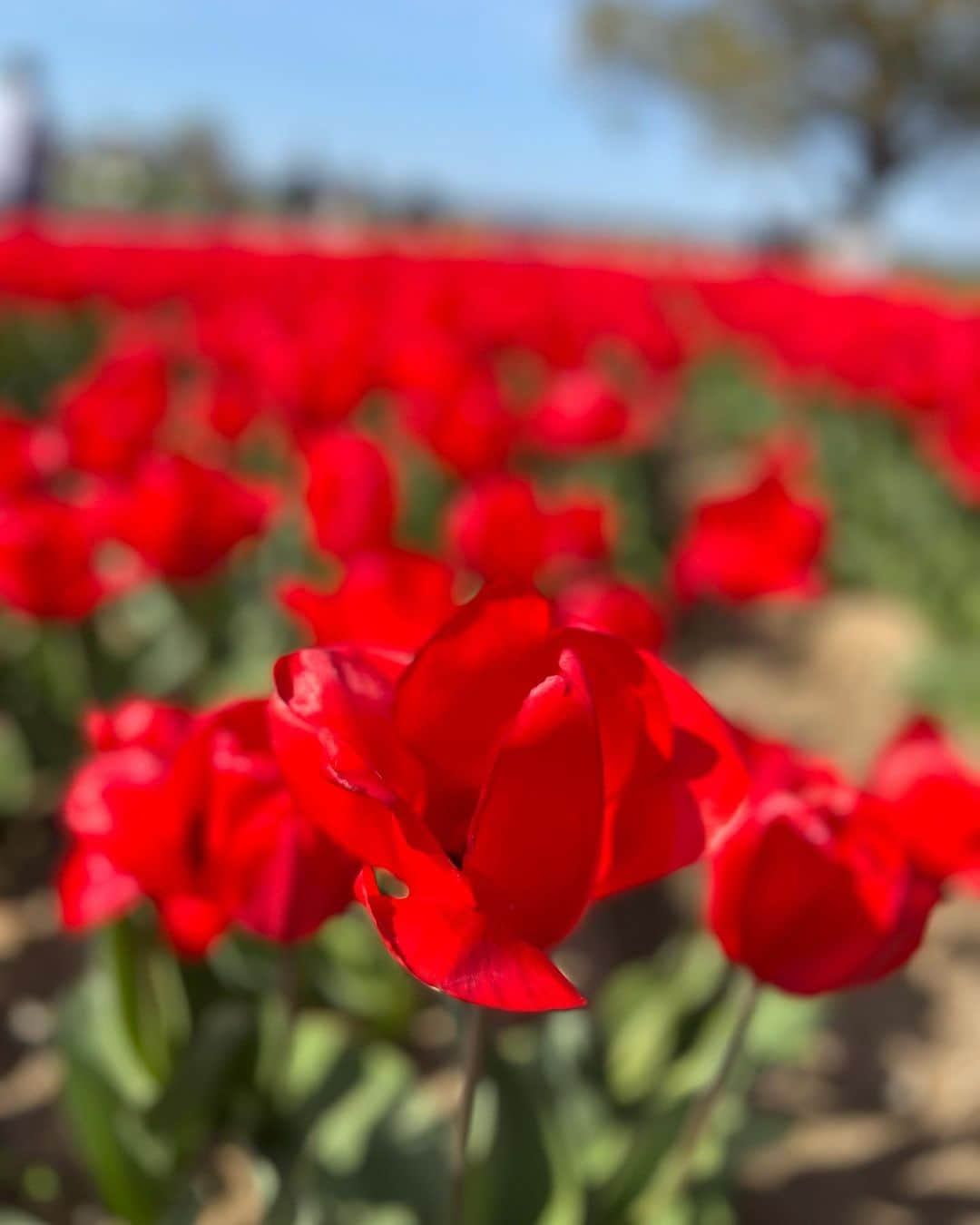 吉川ちえさんのインスタグラム写真 - (吉川ちえInstagram)「【🌷🌷🌷🌷🌷🌷】 . ちかさんと直方にある 直方チューリップ祭へ😙💕 めっちゃチューリップ凄かった👏 河川敷にたくさんのチューリップ 咲いてて心が癒されました🌈 . 地元でじいちゃんと面会したり チューリップや桜、菜の花・・・✨ 癒される事沢山でほっこりした毎日を過ごしてる😘🧡 . #直方 #直方市 #直方チューリップフェア  #チューリップ #チューリップ祭」4月4日 21時59分 - yoshikawachie_16