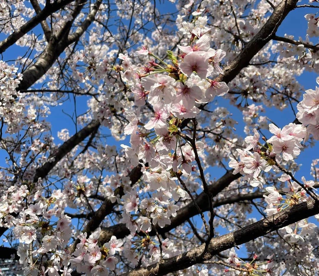 小林万希子さんのインスタグラム写真 - (小林万希子Instagram)「・  桜が満開になり ようやくリアルイベントがスタートしてきました😌  今日は、来月再来月と開催される大きなイベントの 台本の読み合わせ  日頃、台本を読み合わせるという事はほとんどなく 事前の打ち合わせやリハーサルで少し流す程度なのですが、 今回3度目にお世話になるこちらのイベントは 毎回全ての台本を関係者の方全員でチェック！  かなりの量の台本なので、、 シーンとした中で皆さんが私の台本を読む声だけに耳を傾けられているのはかなり緊張するのですが😅 それだけ、力が入っておられるのだと思うと 読む私の声にも力が入ります！笑  全てを読み終えてokをいただき、夕方外に出たら なんと満開の桜〜〜🌸  お天気もよくって気持ちよかったです💕  引き続き、明日はフレッシュマン研修✨😌 今年の春がスタートしました🌸🌸  #桜  #桜の季節  #春  #イベント  #新年度  #スタート  #ワクワク」4月4日 22時52分 - macky1218
