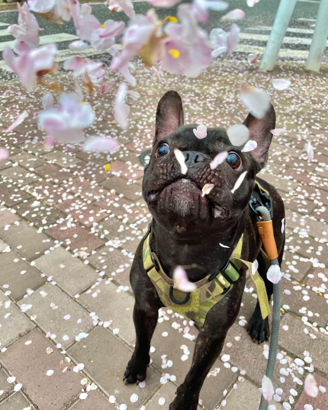 長谷川晴奈さんのインスタグラム写真 - (長谷川晴奈Instagram)「奇跡の一枚　蘭丸と桜🌸  奇跡の一枚の裏側も公開。笑 ま、なかなか上手くいかないよね😂 これしか撮れなかった。難しい。😂  #フレンチブルドッグ　#フレブル　#フレブルのいる生活　#ブリンドル　#愛犬  #散歩　#春　#さくら　#桜　#奇跡の一枚　#frenchbulldog #frenchies」4月5日 0時24分 - haruna_hasegawa71