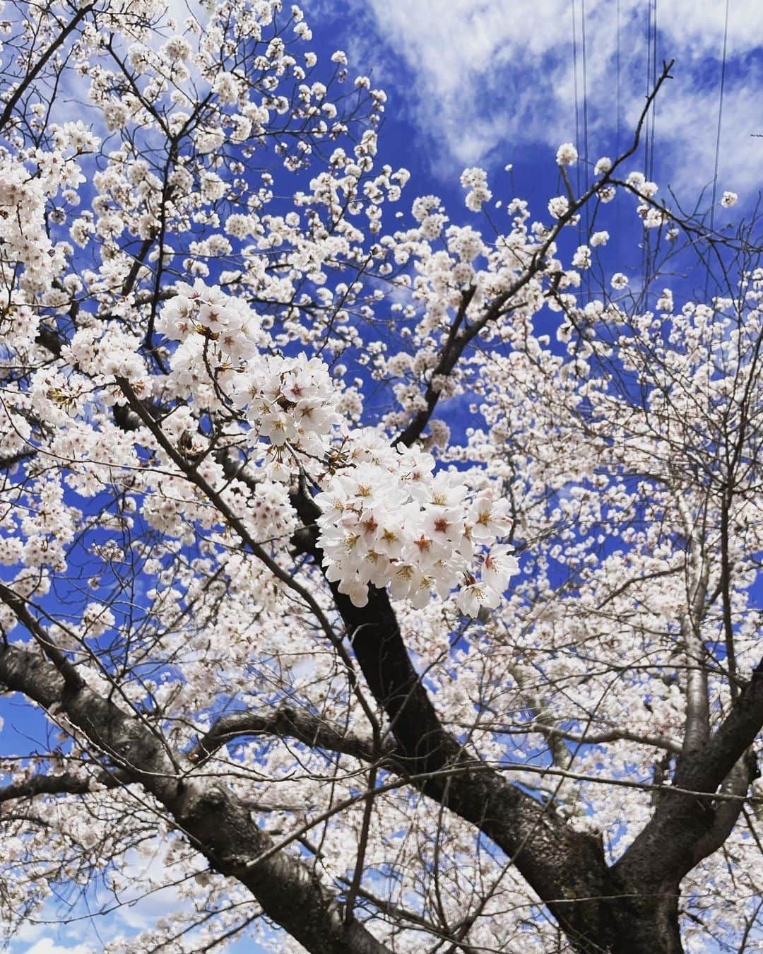 松原朋美さんのインスタグラム写真 - (松原朋美Instagram)「🌸 最近少し疲れやすく気分もあまり良くなかったのですが、実家はやはり英気を養えますね☺️  ナウさんと一緒に桜を見に行き、 ナウさんと一緒に日向ぼっこをして 幸せです🐶☀️ ずーーっとここにいたい…笑｡｡｡  皆さんもホッとできる時間を持って穏やかに過ごせますように…🌸  #桜#ミニチュアシュナウザー #中津川」4月5日 12時34分 - matsubara.tomomi.0205