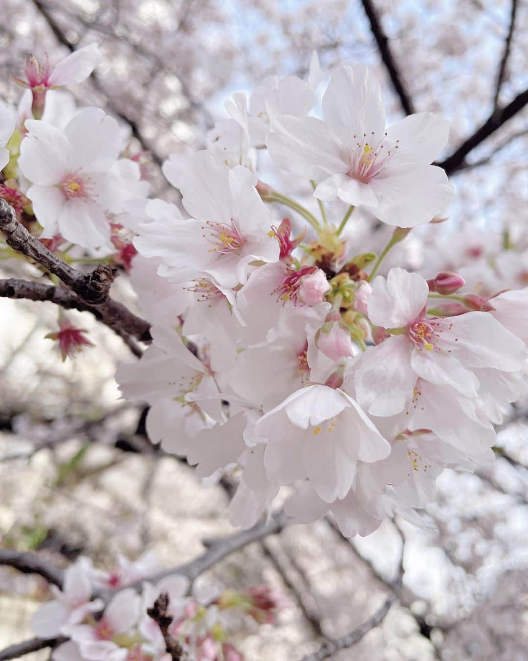 小澤しぇいんさんのインスタグラム写真 - (小澤しぇいんInstagram)「🌸  もう散り始めたかな？ 今年はギリギリ散る前にお花見する事が出来ました。 4月になって新生活が始まる人も多いと思いますが、頑張りましょう💓  #桜#お花見#目黒川#目黒川の桜#目黒川桜まつり」4月5日 13時00分 - 1217_shane