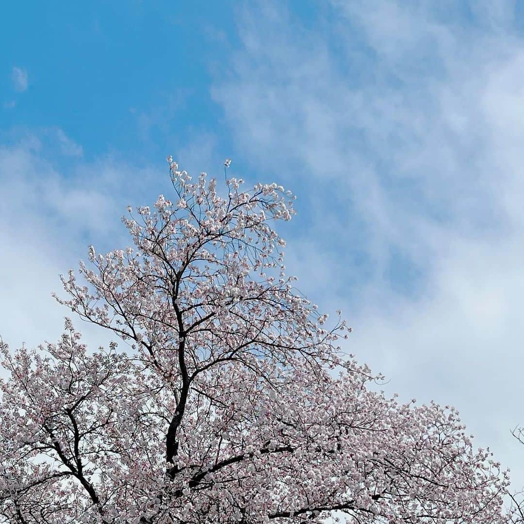 さだまさしさんのインスタグラム写真 - (さだまさしInstagram)「百観音明治寺の桜 . #桜 #百観音明治寺  #さだまさし #sadamasashi」4月5日 16時23分 - sada_masashi