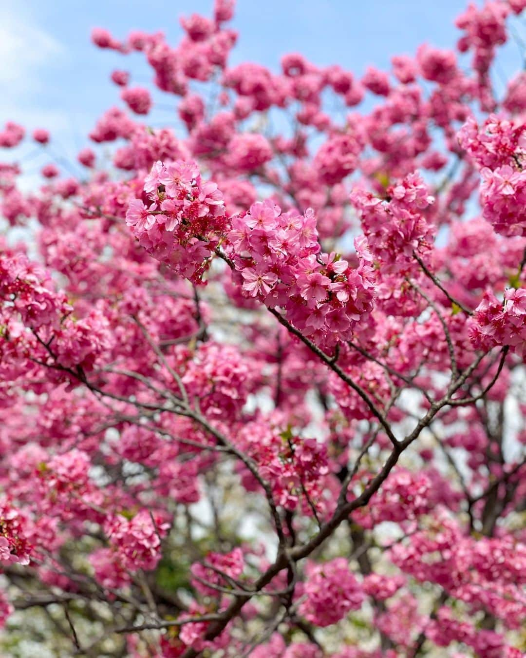 吉田夏海さんのインスタグラム写真 - (吉田夏海Instagram)「桜綺麗だね🌸🌸🌸  今年はいつもより桜をたくさんみてる気がする☺️💫  #japan #sakura #桜」4月5日 16時33分 - natsumiiiiiiiiiii