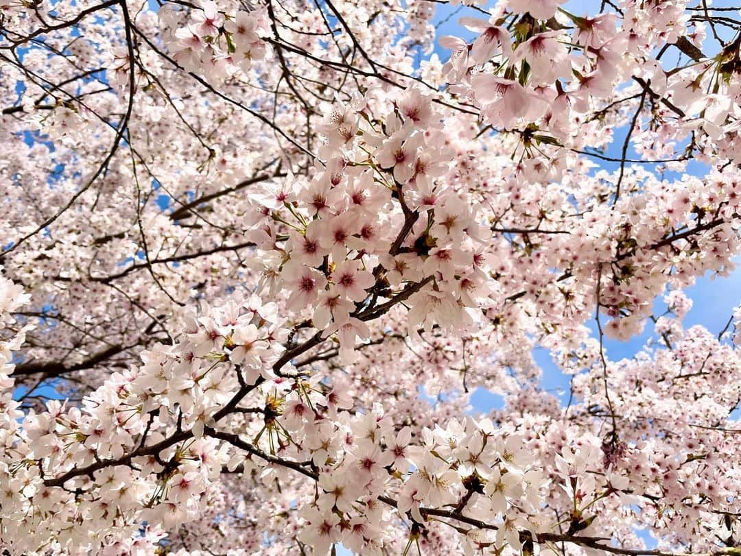 田村友里さんのインスタグラム写真 - (田村友里Instagram)「宮島から桜中継でした🌸 こんもりと咲き誇った満開の桜に癒されました✨ #イマナマ #ガッツより花 #多宝塔からの眺めがオススメです #疲れたら菊乃家さんの足湯へGO #お弁当は35OVENさんでGET」4月5日 20時09分 - yuri_tamura0894