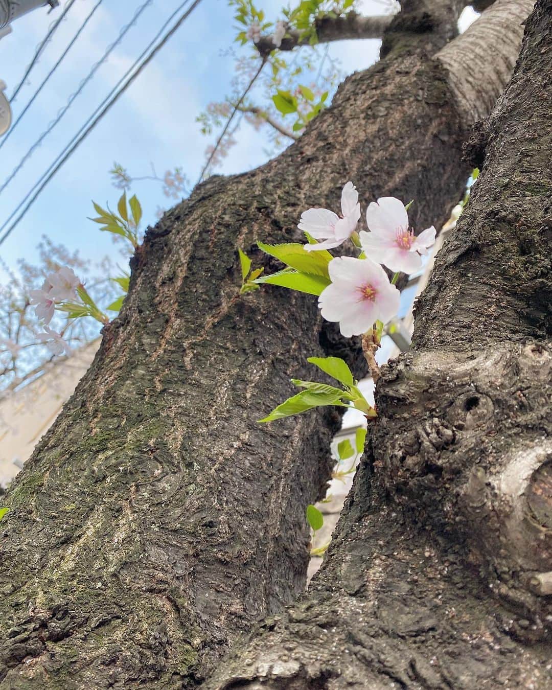 梅澤美波さんのインスタグラム写真 - (梅澤美波Instagram)「散歩〜🚶桜、とまれ、コーヒー。 ぴんく が みどり に変わりつつありました。🌿」4月5日 21時23分 - ume_minami.official