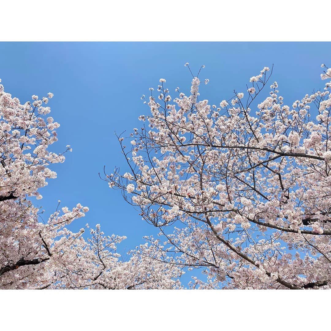 清水麻椰さんのインスタグラム写真 - (清水麻椰Instagram)「大阪城公園の桜、満開🌸🌸🌸 山崎アナとお花見してきました☺️🍡  半袖で過ごせるくらいのぽかぽか陽気に すれ違う人み〜んなの幸せそうな顔☺️🌸 やっぱりお花見はいいなぁ〜♪ 幸せな空間だった〜〜 まだぼーっとしてる〜😚💭💭💭  たくさんエネルギーをもらえた一日でした✨」4月5日 21時54分 - mayasmz