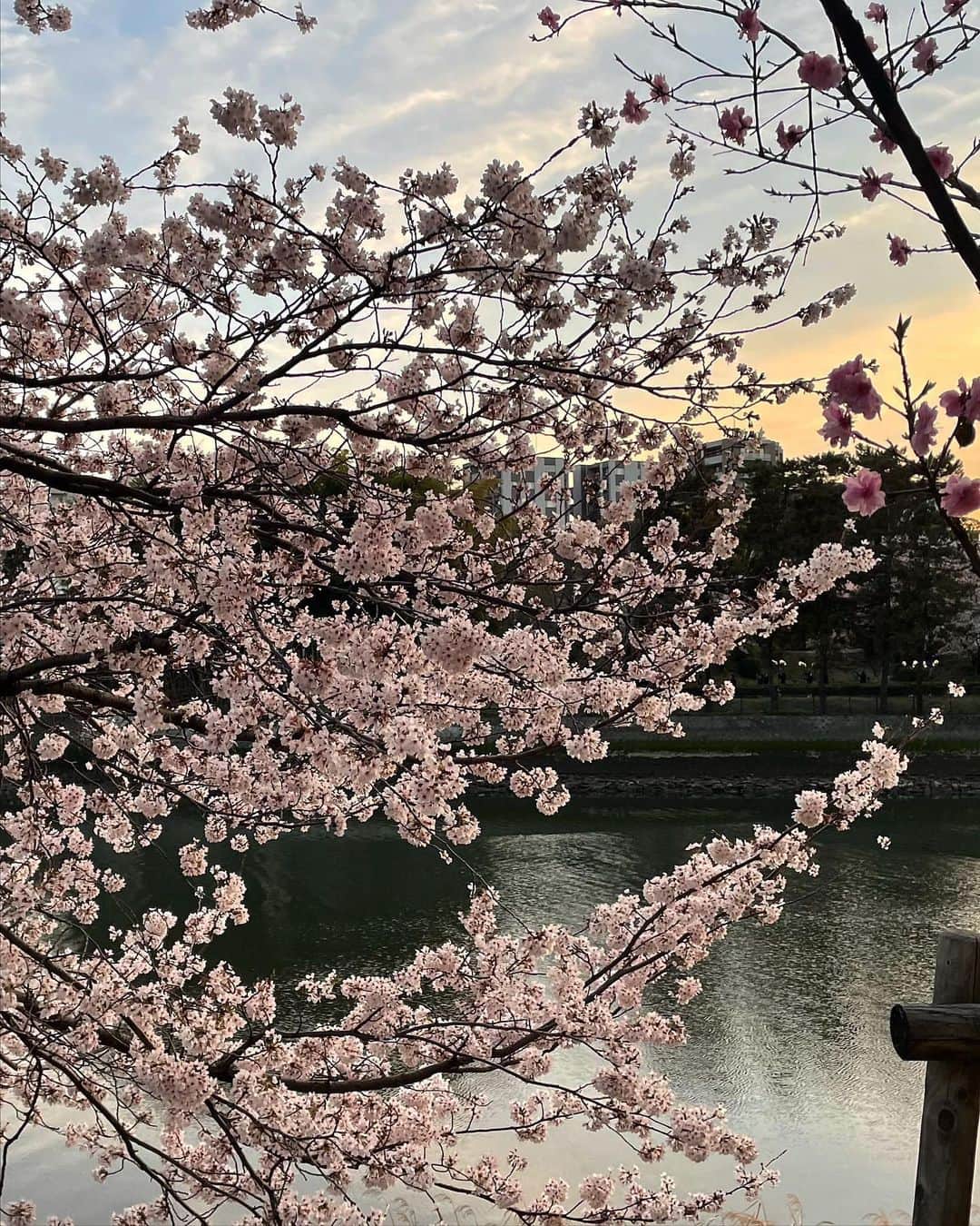 西口真央さんのインスタグラム写真 - (西口真央Instagram)「今年も色んな桜に出会いました🌸  場所，天気，時間帯，そして日によって表情を変える桜、癒されました/// 最後まで楽しませてもらおう☺️  思わず足を止めて📷に納める #桜 #お花見」4月6日 1時13分 - maaaaaaaoo_1003