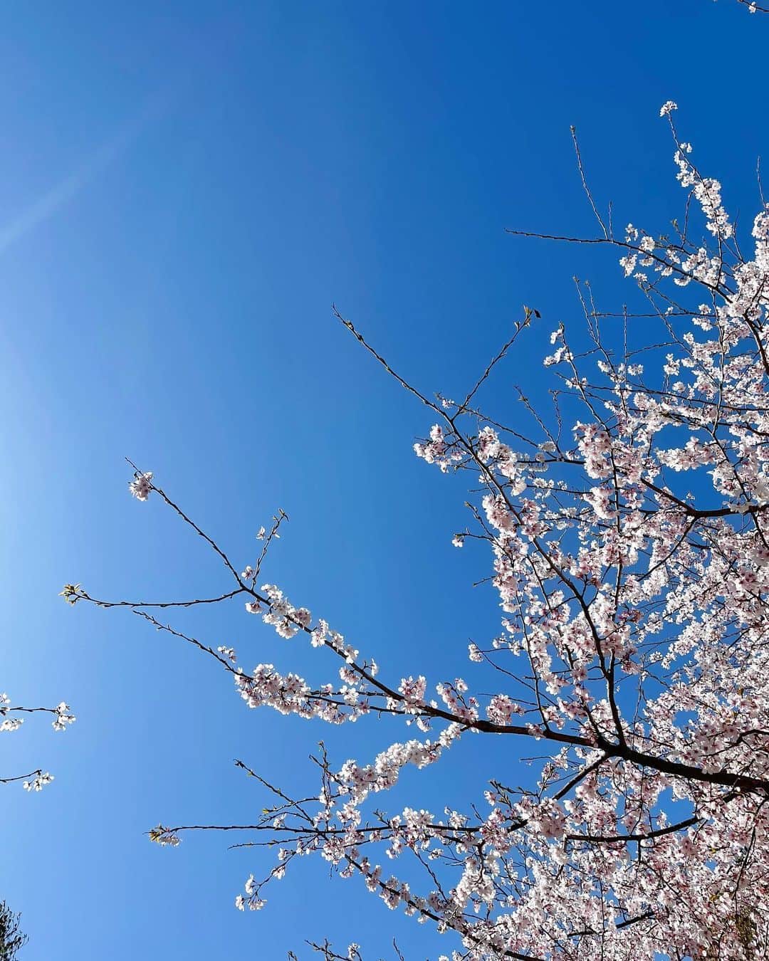 西口真央さんのインスタグラム写真 - (西口真央Instagram)「今年も色んな桜に出会いました🌸  場所，天気，時間帯，そして日によって表情を変える桜、癒されました/// 最後まで楽しませてもらおう☺️  思わず足を止めて📷に納める #桜 #お花見」4月6日 1時13分 - maaaaaaaoo_1003