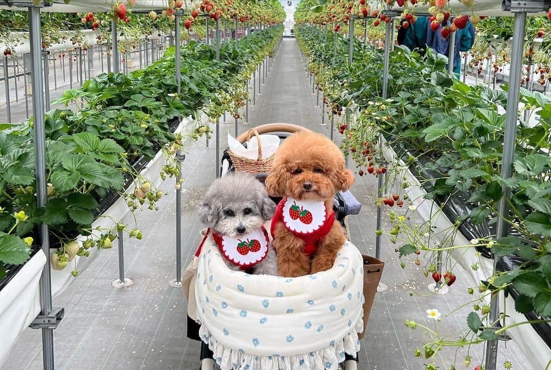 照井和希さんのインスタグラム写真 - (照井和希Instagram)「犬と行けるいちご園🍓  #高野いちご園 に行ってきたよ◡̈❁♡  いちご狩りって小さい時の記憶すらあんまりなくて 久しぶりに行けたのは勿論、こうして愛犬と 一緒に思い出が作れる場所があって本当に嬉しい☺️🌸  残念ながら食わず嫌いのくまもちゅは いちごは食べませんでしたが（笑） てかそもそもフルーツが嫌いみたい🥺🍌🍑笑  いちご見て いらん、ってしてるくまも なんやねんこれって顔のもちゅも可愛すぎてw もっと楽しそうにしてww☺️🍓🌸  とりあえず飼い主が一生懸命食べました←笑 とっても楽しかったです🐶🍓笑 いちご30個は食べたかな〜45分短かったな〜🤣💭  愛犬すたぐらむ 🐻🐨 @kumamochuyu   滋賀県は何度か行ってるんやけど ほんっっまに住みたいくらい滋賀県好き😢💗 のどかで空気もおいしくて、どこも楽しくて最高🐰✨ 犬と住む環境には最適な場所だわ🗾🇯🇵  ⋱⋰ ⋱⋰ ⋱⋰ ⋱⋰ ⋱⋰ ⋱⋰ ⋱⋰ ⋱⋰ ⋱⋰ ⋱⋰ ⋱⋰ ⋱⋰   #いちご狩り #滋賀県 #犬との暮らし #いぬすたぐらむ #くまもちゅ #トイプードル #トイプードルカット #トイプードル部 #トイプードルシルバー #トイプードルレッド #多頭飼育 #保護犬を家族に #カメラ女子 #カメラ初心者 #ペット撮影 #関西わんこ #愛犬と旅行 #もふもふ #犬との生活 #ゆかいなワンバサダー #wanqolで湯快わんわんリゾート粟津 #wanqol」4月6日 10時13分 - kazu24ki