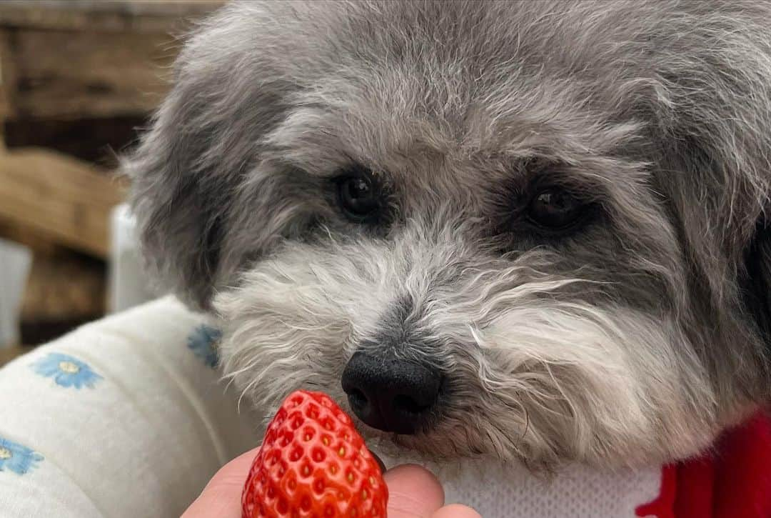 照井和希さんのインスタグラム写真 - (照井和希Instagram)「犬と行けるいちご園🍓  #高野いちご園 に行ってきたよ◡̈❁♡  いちご狩りって小さい時の記憶すらあんまりなくて 久しぶりに行けたのは勿論、こうして愛犬と 一緒に思い出が作れる場所があって本当に嬉しい☺️🌸  残念ながら食わず嫌いのくまもちゅは いちごは食べませんでしたが（笑） てかそもそもフルーツが嫌いみたい🥺🍌🍑笑  いちご見て いらん、ってしてるくまも なんやねんこれって顔のもちゅも可愛すぎてw もっと楽しそうにしてww☺️🍓🌸  とりあえず飼い主が一生懸命食べました←笑 とっても楽しかったです🐶🍓笑 いちご30個は食べたかな〜45分短かったな〜🤣💭  愛犬すたぐらむ 🐻🐨 @kumamochuyu   滋賀県は何度か行ってるんやけど ほんっっまに住みたいくらい滋賀県好き😢💗 のどかで空気もおいしくて、どこも楽しくて最高🐰✨ 犬と住む環境には最適な場所だわ🗾🇯🇵  ⋱⋰ ⋱⋰ ⋱⋰ ⋱⋰ ⋱⋰ ⋱⋰ ⋱⋰ ⋱⋰ ⋱⋰ ⋱⋰ ⋱⋰ ⋱⋰   #いちご狩り #滋賀県 #犬との暮らし #いぬすたぐらむ #くまもちゅ #トイプードル #トイプードルカット #トイプードル部 #トイプードルシルバー #トイプードルレッド #多頭飼育 #保護犬を家族に #カメラ女子 #カメラ初心者 #ペット撮影 #関西わんこ #愛犬と旅行 #もふもふ #犬との生活 #ゆかいなワンバサダー #wanqolで湯快わんわんリゾート粟津 #wanqol」4月6日 10時13分 - kazu24ki