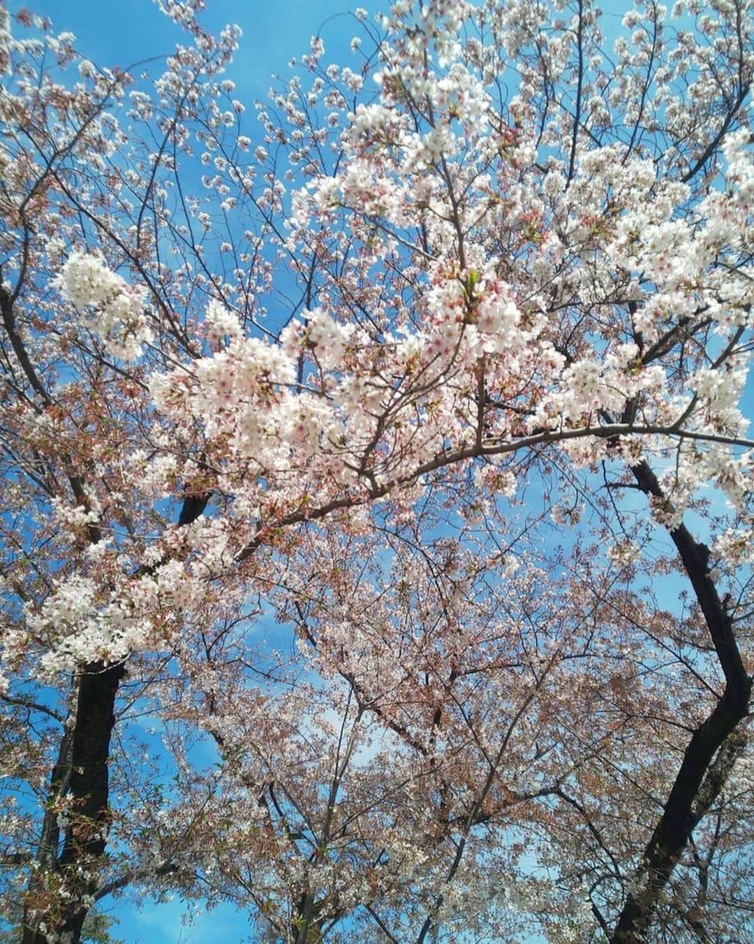 市川海老蔵 （11代目）さんのインスタグラム写真 - (市川海老蔵 （11代目）Instagram)「🌸 still in bloom   Beautiful going under the shedding petals.  * まだ🌸  散ってる中を走ると 綺麗です。  #市川海老蔵 #海老蔵 #成田屋 #歌舞伎 #歌舞伎座 #和 #舞台 #ABKAI #ABMORI #ebizoichikawa #ebizo #kabuki #thunderparty #theater #theaterarts #actor #kabukiactor #japan #classic #traditionaljapan #japaneseculture #japan_og_insta #performingarts」4月6日 14時02分 - ebizoichikawa.ebizoichikawa
