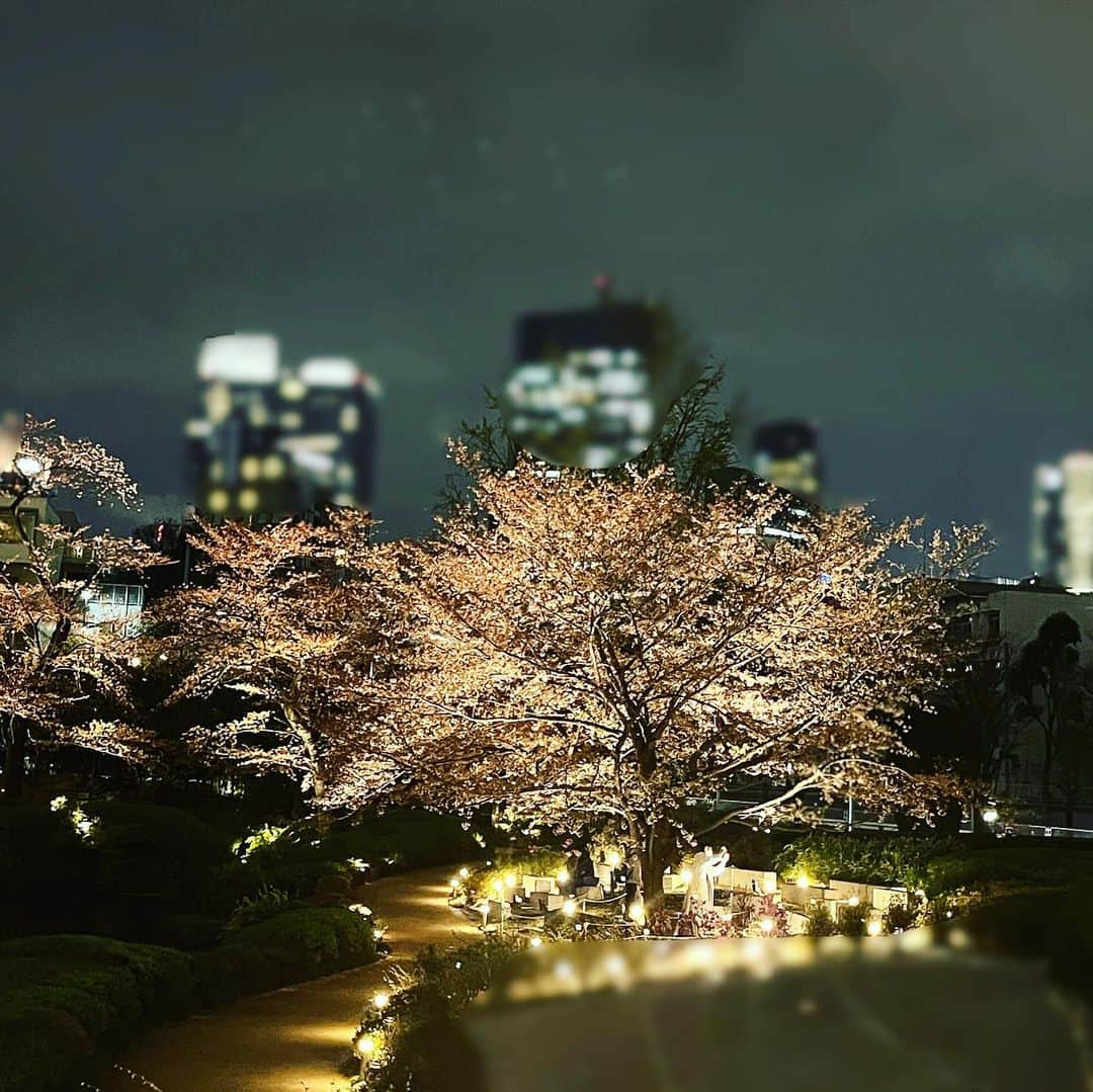 下村彩里さんのインスタグラム写真 - (下村彩里Instagram)「#夜桜 🌸見納め  毛利庭園の桜。 ライトアップされると、まだまだピンク色の花びらが綺麗に輝いて見えました。  昨日政府専用機で、 ウクライナの避難民の方達が、日本に入国しました。 今までに日本に避難してきた方達は400人以上。  少しでも、この桜を愛でながら、 日本で穏やか時間を過ごしてもらえるといいなと心から願い、 今私たちに出来ることは何か真剣に考えていきたいです。  #祖母がくれた #桜色 の #Yシャツ #ありがとう  #下村彩里 #テレビ朝日#テレビ朝日アナウンサー#報道ステーション#取材#フィールドリポーター#毛利庭園#桜」4月6日 19時01分 - sairi.shimomura_ex