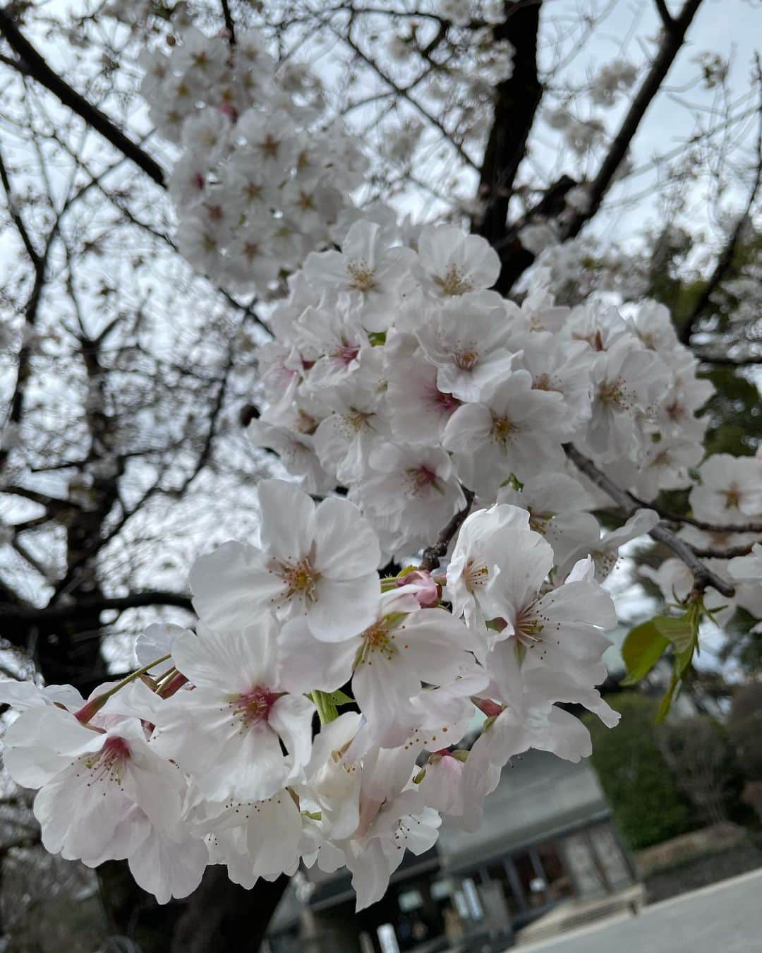 山口もえさんのインスタグラム写真 - (山口もえInstagram)「・  何百年もそこに佇んでいる大木に比べたら 人間の生命なんて一瞬でしかないのに その一瞬でさえも 戦い争い憎しんだりする 空を見上げれば こんなにも美しい桜が咲いているというのに  １日でもはやく戦争が終わりますように！！！  #nowar #大木のような人間でありたい #🌸  #今年の桜は #せつないね」4月6日 19時06分 - moe_yamaguchi0611
