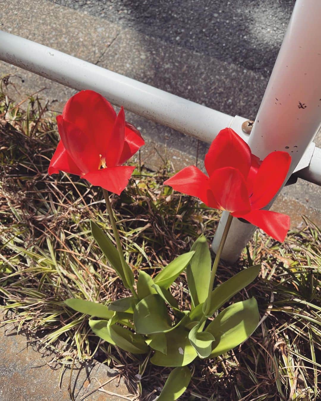 清瀬汐希さんのインスタグラム写真 - (清瀬汐希Instagram)「. . 道端に咲いてた花が色すごくかわいかった♡🌷  今日は4/10のカノンワンマンの練習と 舞台 #星座キャンディ のダンス振り入れ というダンスDayでした🩰🌟  きよちゃんカラーの赤だいすき❤️ 気分あげあげです♡ @hodophilax_official さんのだよ♪ . . .」4月6日 19時22分 - yuki_kiyose_