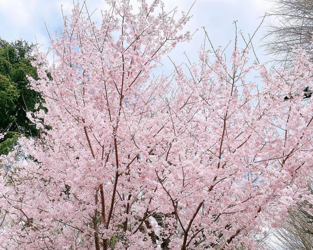 横溝菜帆さんのインスタグラム写真 - (横溝菜帆Instagram)「🎀  今日で春休みが終わります。 明日からは中学3年生！！ 最高学年、良い先輩になるように努力します💪🏻笑  春休みに、 久しぶりに來くんと会って 上野で桜を見ました🌸 残念ながら、ほとんど散っていましたが ピンクがとても可愛くて綺麗でした✨  国立科学博物館では、 恐竜の骨の展示が1番面白くて 2人で夢中になってしまいました 🦖🦕  來くんの得意なルービックキューブを 教えてもらいました。 複雑な形のルービックキューブを さささっと揃えるのですごいです😳  #髙橋來 くん #桜 #お花見 #国立科学博物館」4月6日 19時29分 - y_naho_te
