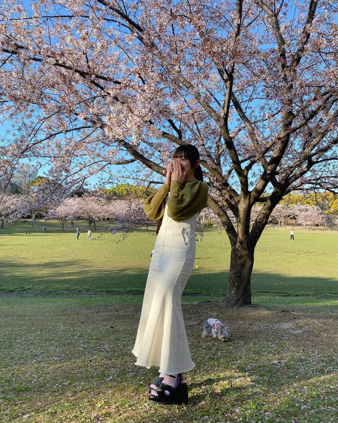 瀬田さくらさんのインスタグラム写真 - (瀬田さくらInstagram)「.  #🍃#☁️  tops&dress: @grl_official bag: @shein_japan shoes: @sly_official socks: @tutuanna_official  骨格ウェーブやけん腰周りのシルエットが出やすい マーメイド避けてたんだけどこのワンピはシルエットが凄く綺麗！💭  春にいっぱい着よう🍃  #春コーデ#春ワンピース#春服#春カラー#ファッション#fashion #今日のコーデ#coordinate#spring#お花見コーデ#お花見 #グレイル#grl#grl購入品#shein#shein購入品 #sly#スライ#tutuanna#チュチュアンナ  #瀬田さくら#ばってん少女隊#アイドル#idol #九州#福岡#fukuoka#春日公園  .」4月6日 20時13分 - seta_sakura_official