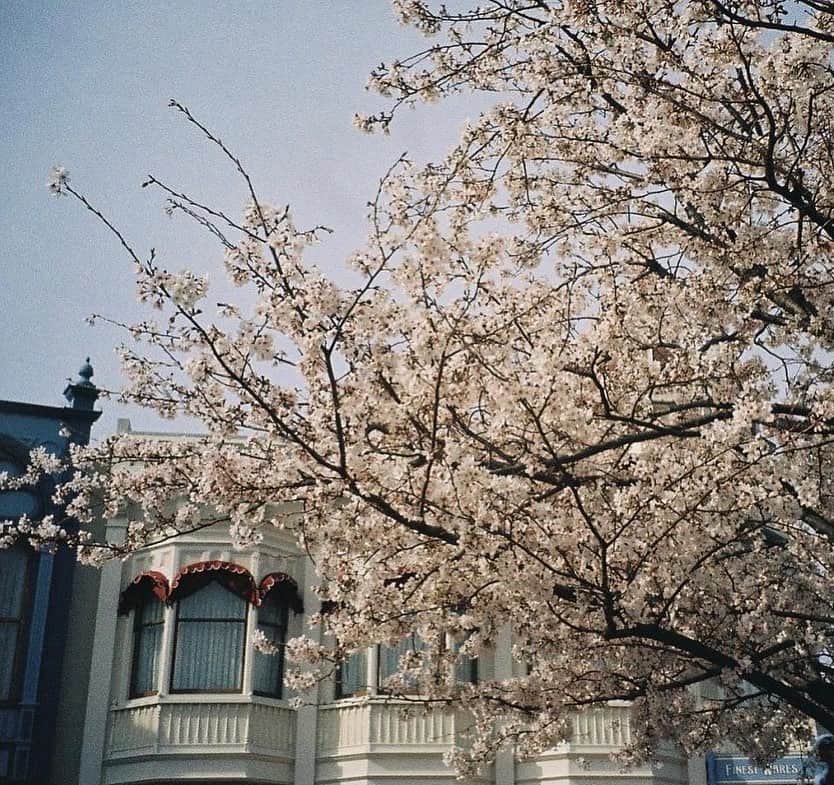 加藤史帆さんのインスタグラム写真 - (加藤史帆Instagram)「.  以前撮りに行ったお花たち🌷  最高にキュン！可愛い！  #久美さんが前にオレンジのチューリップをプレゼントしてくれました #こんどお返ししようと思ってどんなお花がいいか考え中です #お花を送り合う関係 #きくとし #日向坂46 #加藤史帆 #shihogram」4月6日 21時05分 - katoshi.official