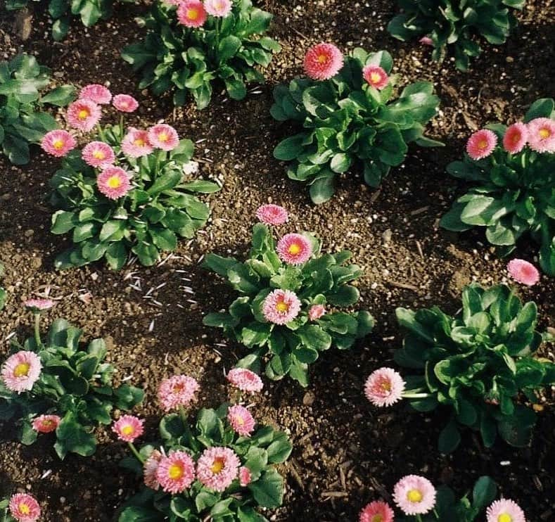 加藤史帆さんのインスタグラム写真 - (加藤史帆Instagram)「.  以前撮りに行ったお花たち🌷  最高にキュン！可愛い！  #久美さんが前にオレンジのチューリップをプレゼントしてくれました #こんどお返ししようと思ってどんなお花がいいか考え中です #お花を送り合う関係 #きくとし #日向坂46 #加藤史帆 #shihogram」4月6日 21時05分 - katoshi.official