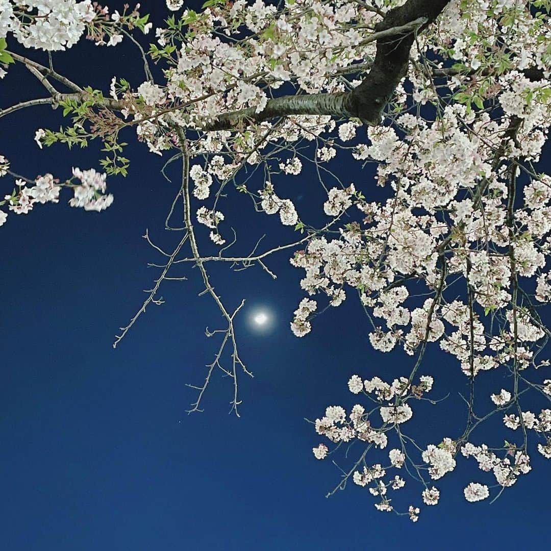 木下ひなこさんのインスタグラム写真 - (木下ひなこInstagram)「夜桜🌸 今年はたくさん桜が見られて癒されました🥰👏  #桜#夜桜#🌸」4月6日 21時48分 - hinako_0525