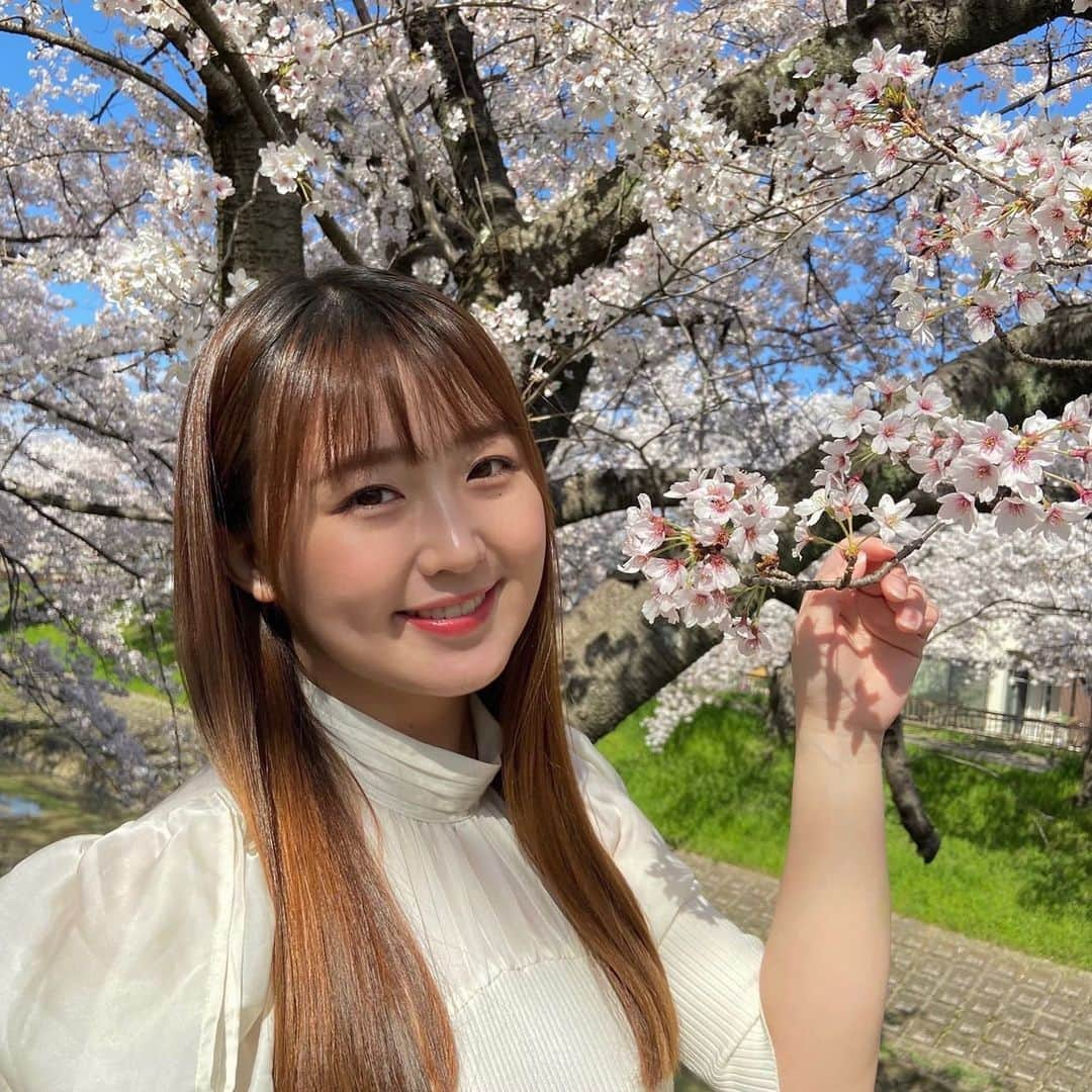 上野貴穂さんのインスタグラム写真 - (上野貴穂Instagram)「. 写真は佐保川の桜並木です🌸 約5キロにわたってずーっと続いています☺️  うまく映らなかったのだけれど、 風で花びらが散っていく様子も すごくきらきらしていて美しかった✨✨  道も花びらの絨毯みたいになってたよ〜🩰  #奈良 #桜」4月6日 22時02分 - kiho_ueno