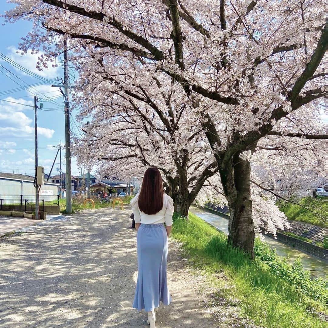 上野貴穂さんのインスタグラム写真 - (上野貴穂Instagram)「. 写真は佐保川の桜並木です🌸 約5キロにわたってずーっと続いています☺️  うまく映らなかったのだけれど、 風で花びらが散っていく様子も すごくきらきらしていて美しかった✨✨  道も花びらの絨毯みたいになってたよ〜🩰  #奈良 #桜」4月6日 22時02分 - kiho_ueno