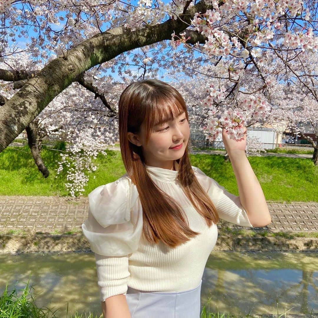 上野貴穂さんのインスタグラム写真 - (上野貴穂Instagram)「. 写真は佐保川の桜並木です🌸 約5キロにわたってずーっと続いています☺️  うまく映らなかったのだけれど、 風で花びらが散っていく様子も すごくきらきらしていて美しかった✨✨  道も花びらの絨毯みたいになってたよ〜🩰  #奈良 #桜」4月6日 22時02分 - kiho_ueno