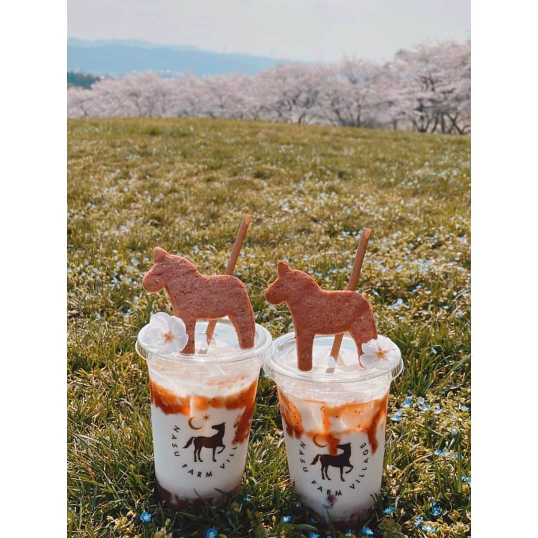 紗栄子さんのインスタグラム写真 - (紗栄子Instagram)「今日は桜がとても綺麗な @nasufarmvillage 🐴🌸🌸🌸  みんなでオープン前のお掃除をして、ひと段落したタイミングでまんちゃんといちごミルクで乾杯🍓🥛✨  落ちてる桜を拾ったりしながらこの季節だけのピンクの世界を堪能しています🥰🌸💖  上を見たらピンクの桜、 足元には小さな青い野花オオイヌノフグリが春の訪れを知らせてくれています🌿💖🌸☀️  ファームにもやっと春がやってきたね🥰💕🌸  今週末は満開になるだろうから、みなさん是非遊びに来てくださいね🐴💖🌸  @nasufarmvillage」4月7日 10時40分 - saekoofficial