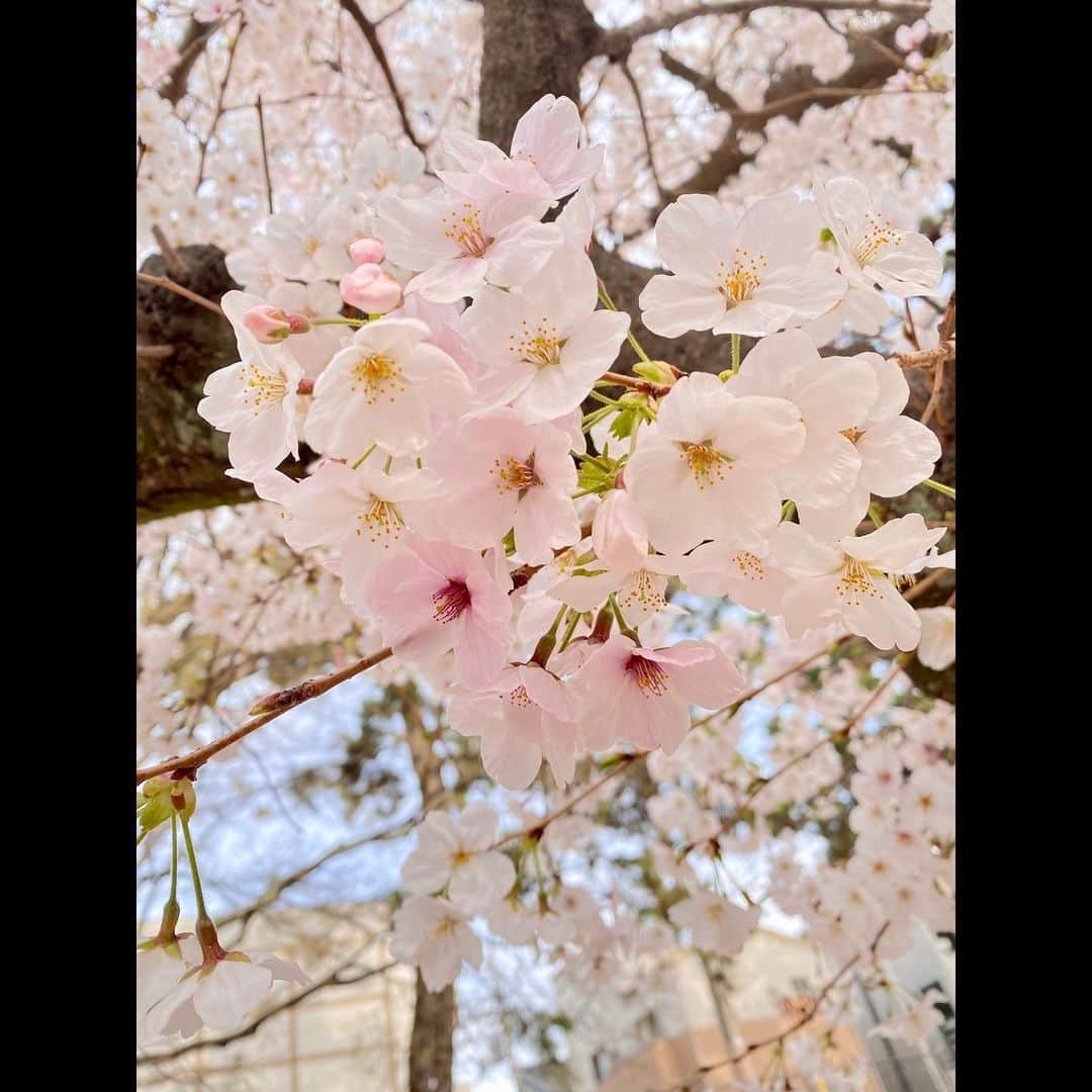 真彩希帆さんのインスタグラム写真 - (真彩希帆Instagram)「みなさま、こんにちは🌸  今日は  「今年は桜を沢山見ることができて幸せだったなぁ☺️❤️」 という思い出をお届けしたいと思います🌸  笑う男の博多座公演中は 咲き始めの桜。  その次は満開の桜。  また違う顔の夜桜。  最後に 散り始めの葉桜。  在団中にはこの移り変わる桜を中々見ることが出来ませんでしたが、退団してもうすぐ一年。  今年は満喫できたぞ！🥰🌸 うれしいっ！やったね！！笑  葉桜デート🌱🌸は 先日退団した 本科生で同室だった、きみちゃん ( #湊璃飛 くん)と☺️🌈  HUNTER×HUNTERをひたすら部屋で読んでいた日々が懐かしい🙄笑 お互い退団しても変わらず、いろんな話に花が咲いて楽しかったな🌸 のんびりお散歩しました🚶🏻‍♀️🚶🏻  来年も 美しい桜と出会えますように🌸  #桜🌸 #大好きなのよね☺️ #季節を感じる の #しあわせ🌱  #真彩希帆」4月7日 14時47分 - maayakiho